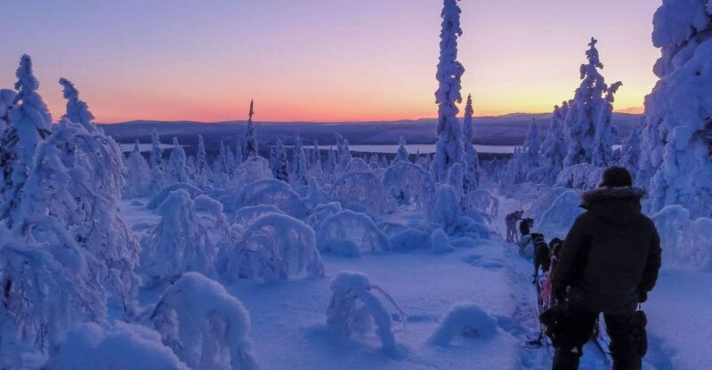 kiruna-guided-afternoon-drive-your-own-dog-sled-tour