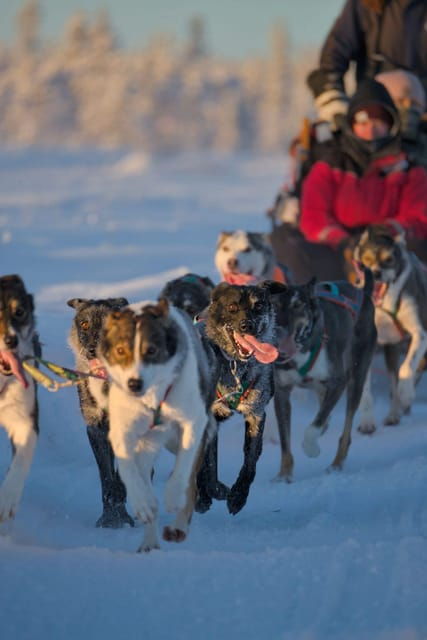 kiruna-morning-husky-sled-ride-with-coffee-break