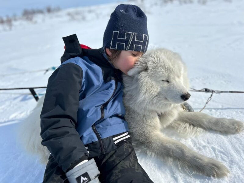 kiruna-private-family-memory-dog-sled-tour