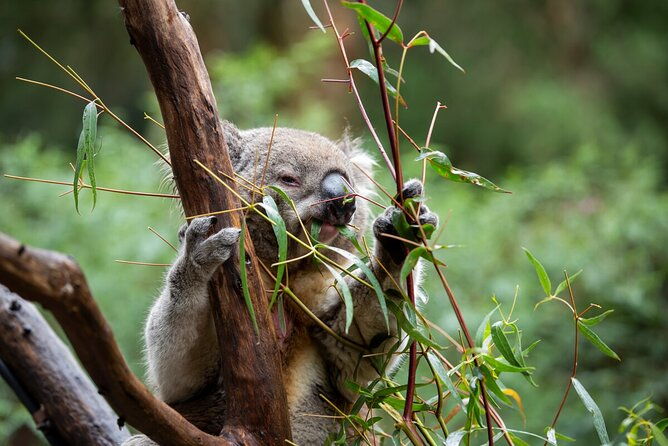 Koala Experience at Healesville Sanctuary - excl. entry - What to Expect from the Koala Experience