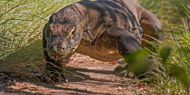 komodo-islands-2d1n-speedboat-tour-land-tour-hotel-stay