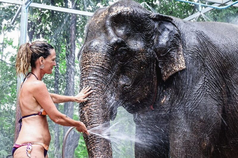 krabi-elephant-bathing-session-at-krabi-elephant-shelter