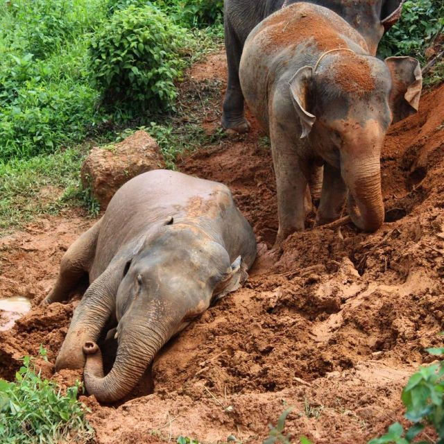 krabi-ethical-elephant-sanctuary-experience