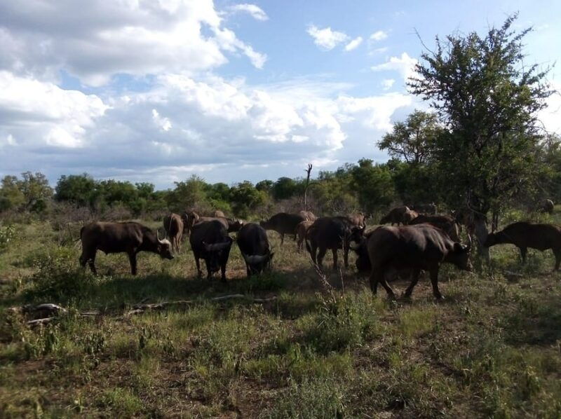 kruger-national-park-4-day-ultimate-safari-tour