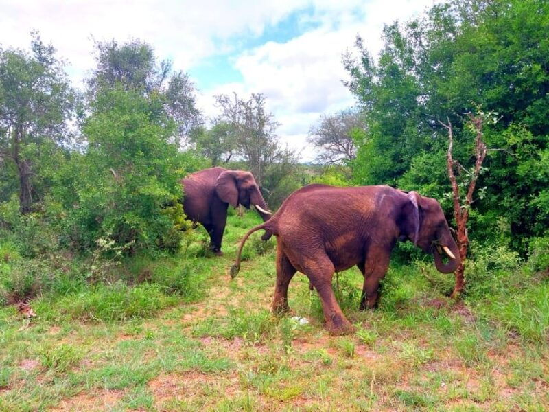 kruger-park-full-day-guided-safari