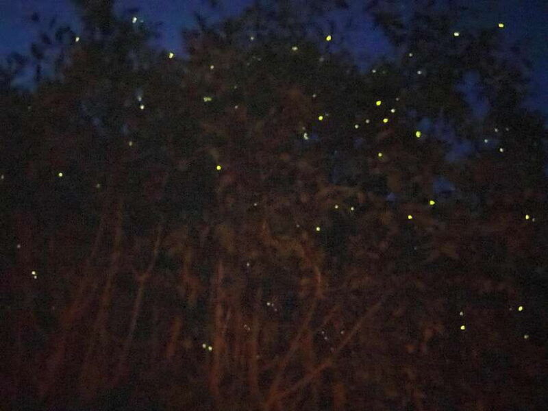 kuala-lumpur-kuala-selangor-fireflies-and-blue-tears-tour