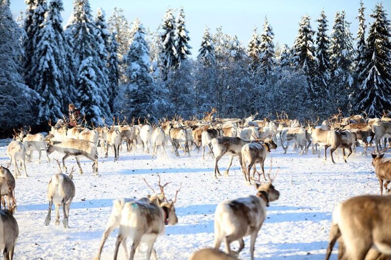 kuusamo-morning-feeding-of-hundreds-of-reindeer
