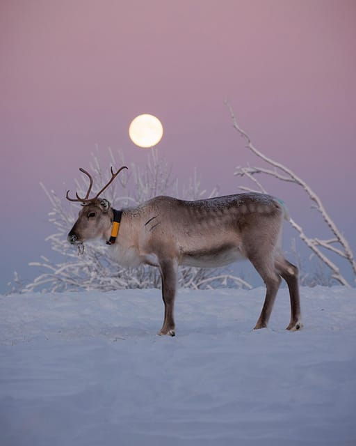 kuusamo-reindeer-farm-visit