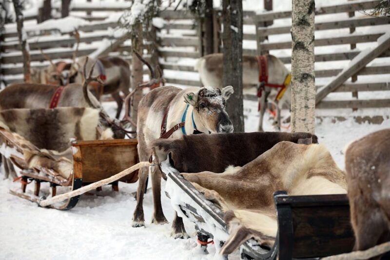 kuusamo-reindeer-sleigh-ride