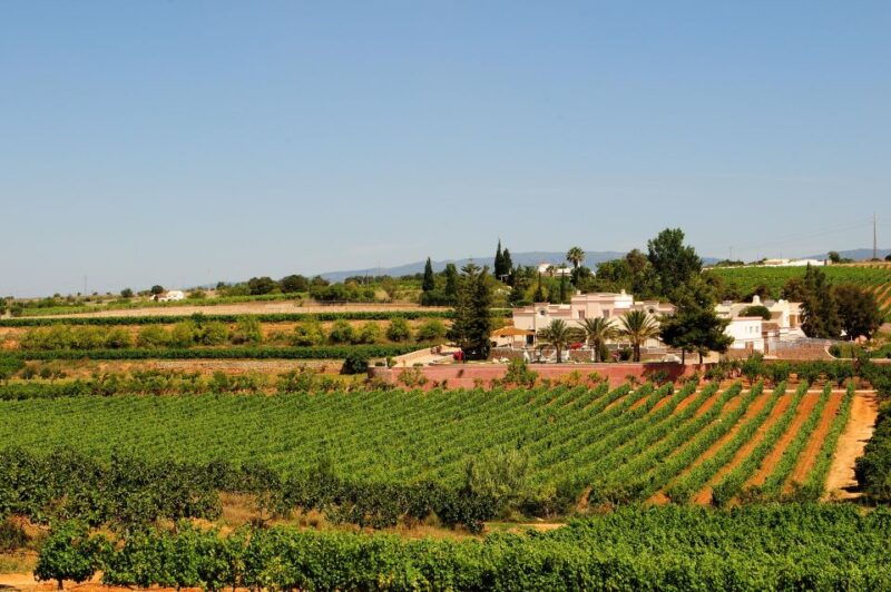 lagoa-guided-winery-tour-and-local-wine-tasting