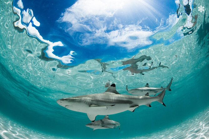 Lagoon Tour in Moorea in Small Group with Lunch - Why This Tour Stands Out