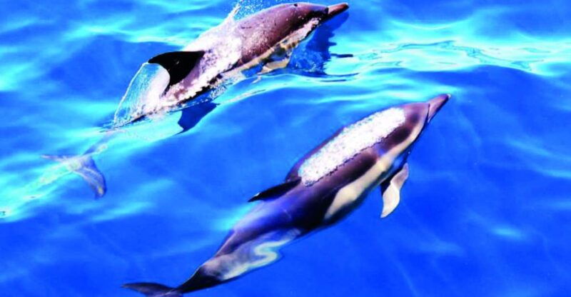 lagos-dolphin-watching-catamaran-cruise