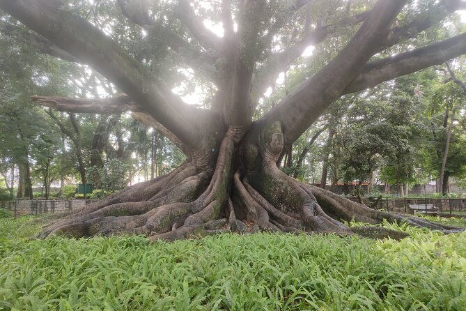 Lalbagh Botanical Garden Early Morning Walk + Breakfast at MTR - Why This Tour Works