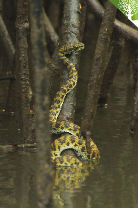 langkawi-kilim-river-mangrove-safari-kayaking-tour