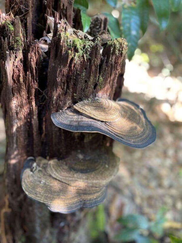 langkawi-morning-rainforest-walking-tour