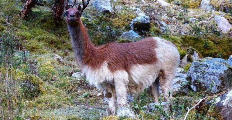 lares-trek-to-machu-picchu-4-days-3-nights-2