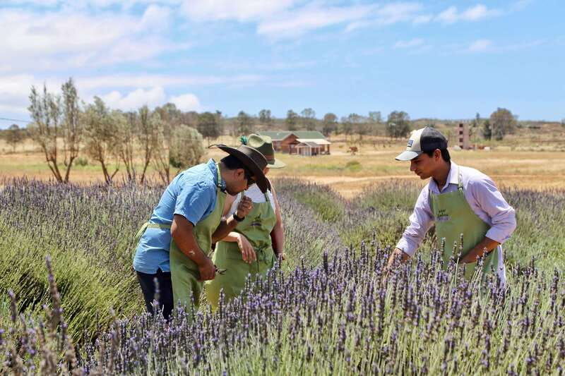 lavender-field-guided-tour