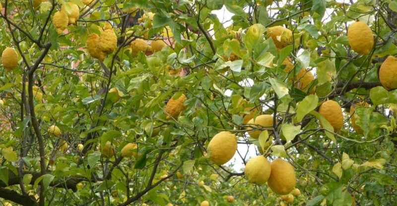 lemon-nursery-limoncello-sorrento-e-bike-tour
