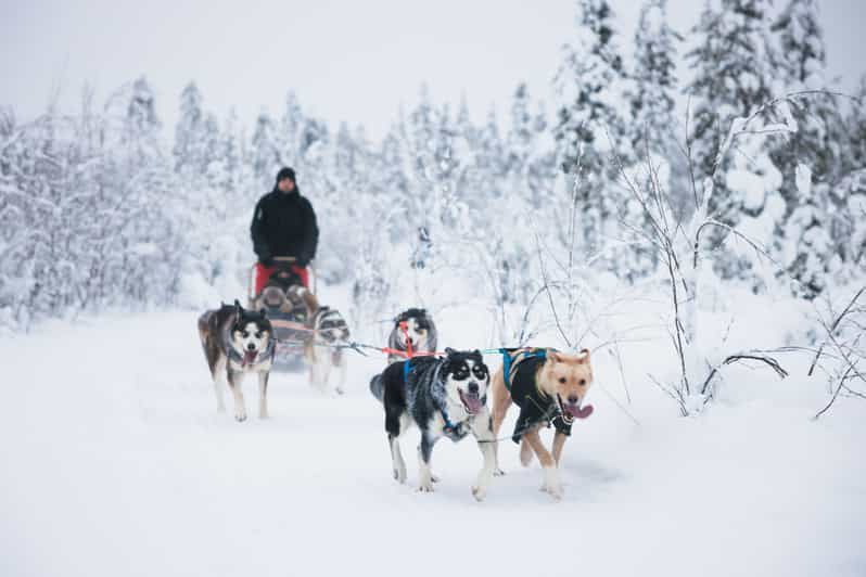 levi-15-kilometres-self-driving-husky-tour