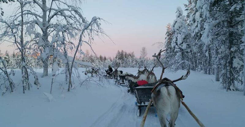 levi-3km-reindeer-sleigh-ride-in-the-forest-at-night