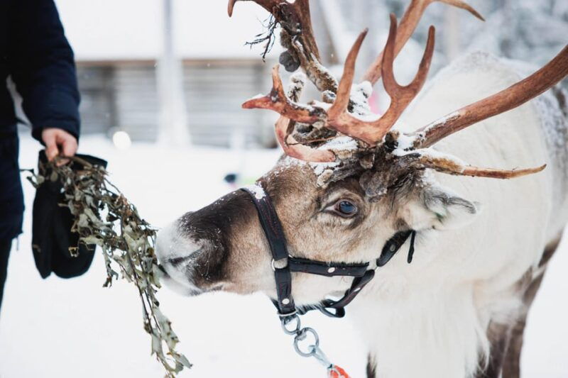 levi-husky-and-reindeer-farm-visit-with-snowmobiling