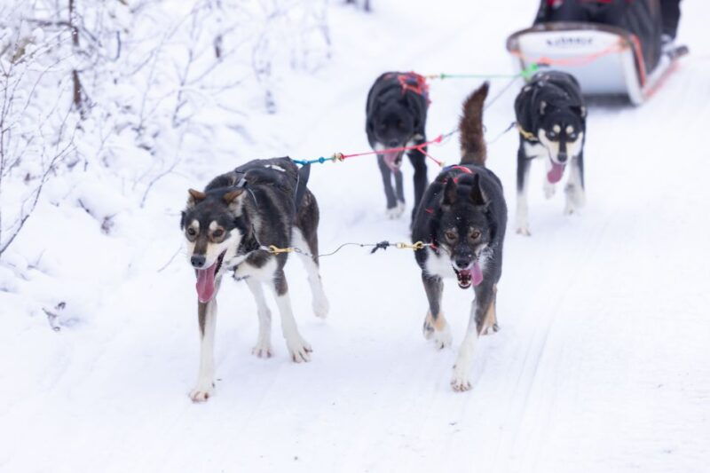 levi-polar-lights-tours-arctic-circle-guided-husky-tour