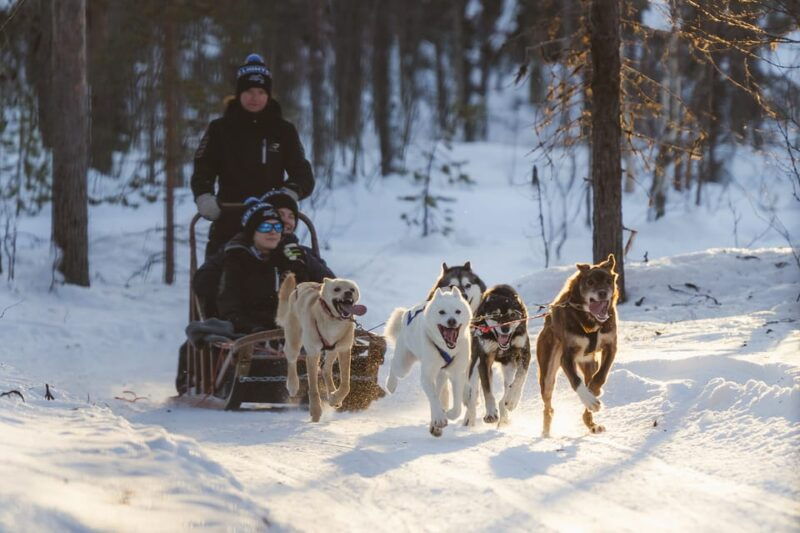 levi-polar-lights-tours-path-of-the-gnome-husky-safari-15km