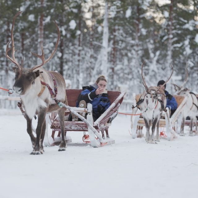 levi-polar-lights-tours-reindeer-and-husky-taster