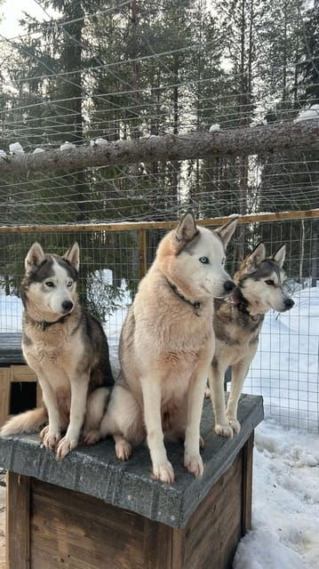 levi-self-drive-5-km-husky-sledding-experience