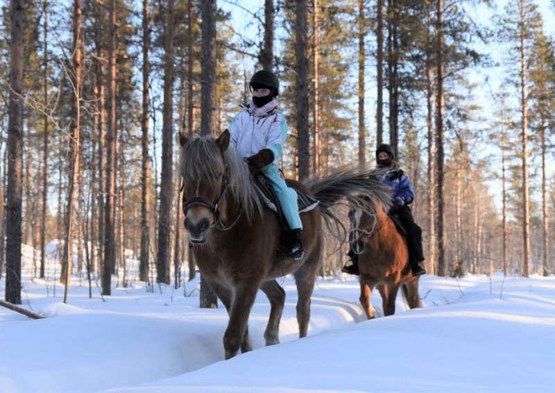 levi-snowy-forest-ride-and-polar-lights-tours