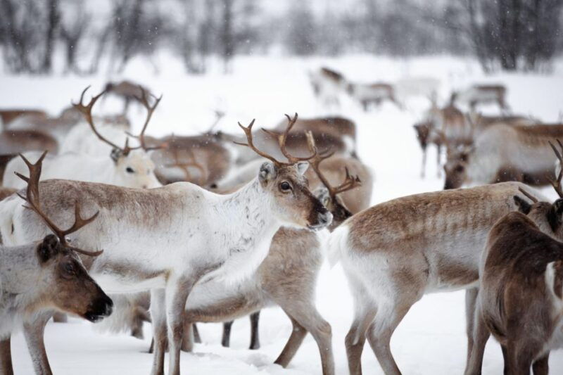 levi-traditional-reindeer-husbandry-experience