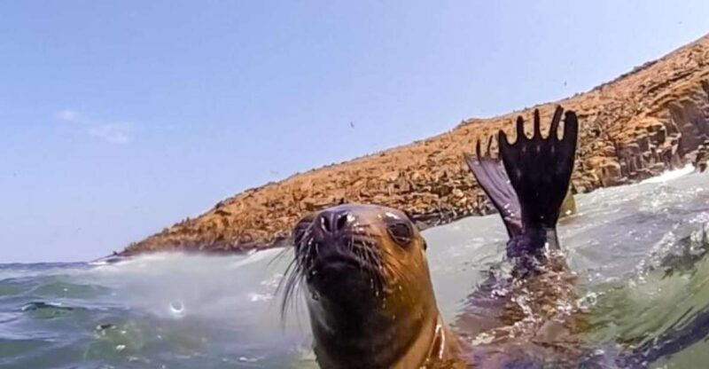 lima-palomino-islands-speedboat-tour-swim-with-sea-lions
