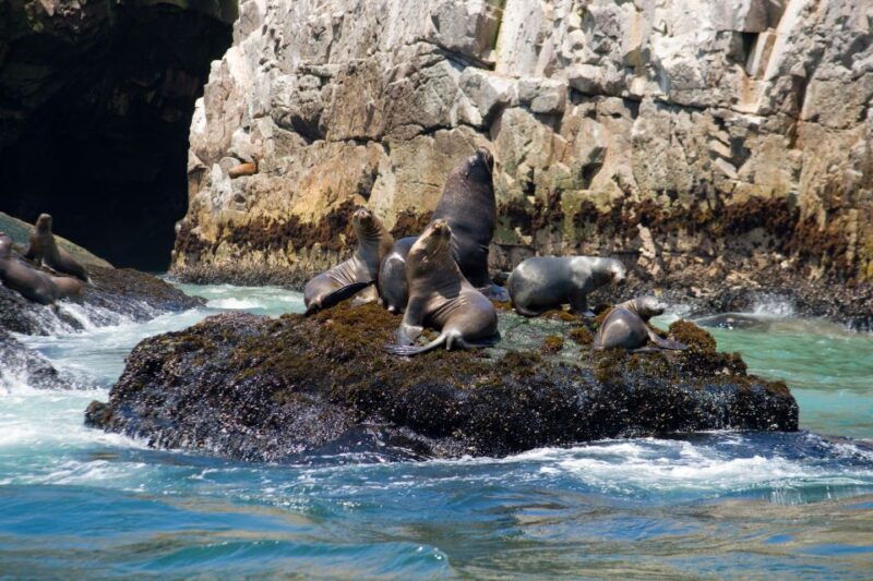 lima-sea-lion-swim-and-wildlife-palomino-islands-cruise