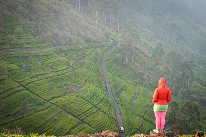 Lipton's Seat and Tea Factory,Trail Amidst Tea Plantation Day Tour - Transportation & Logistics: How It All Comes Together  