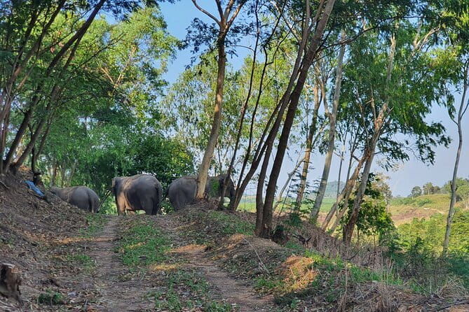LIVING GREEN ELEPHANT SANCTUARY Chonburi - The Authenticity and Ethical Approach