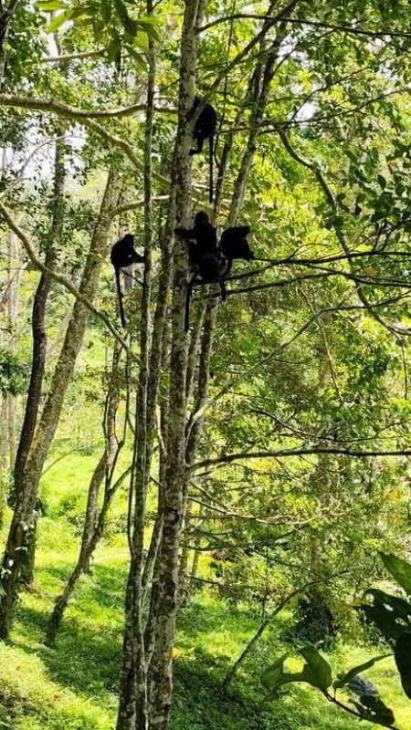 lombok-black-monkey-rice-terace-waterfall-tetebatu