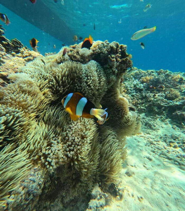 lombok-gili-islands-glass-bottom-boat-tour-with-snorkeling