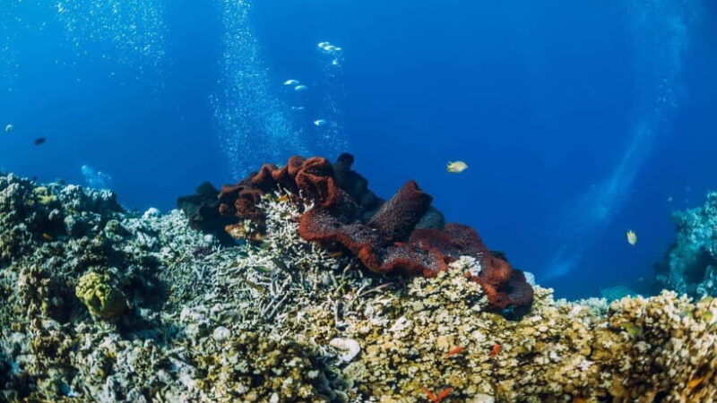 lombok-private-snorkeling-at-4-gili-spots-with-gopro-camera