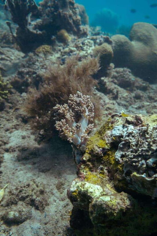 lombok-secret-gili-islands-snorkeling-tour