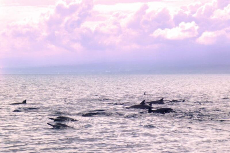 lovina-bali-sunrise-dolphin-watching-swim-and-snorkeling