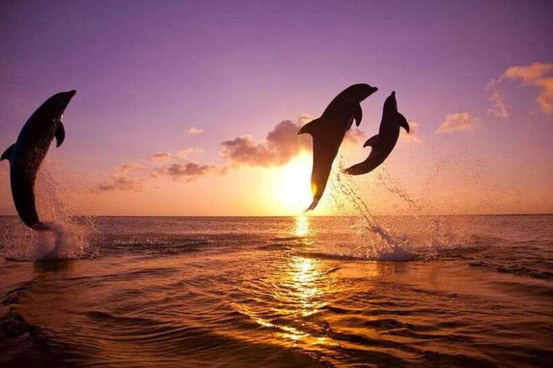 lovina-bali-watching-dolphin-swimming-and-snorkling-tour