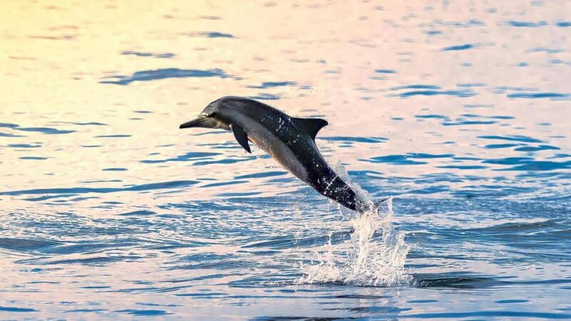 lovina-dolphin-watching-swimming-and-snorkeling