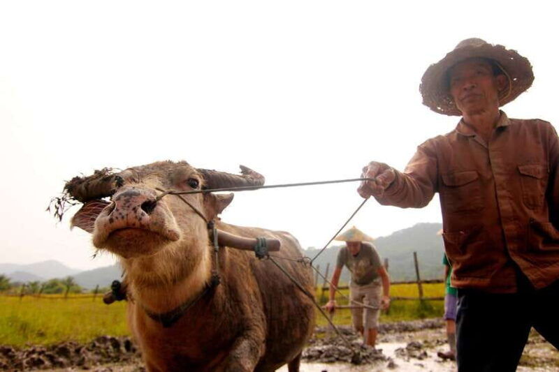 luang-prabang-rice-farm-and-kuang-si-waterfall-tour