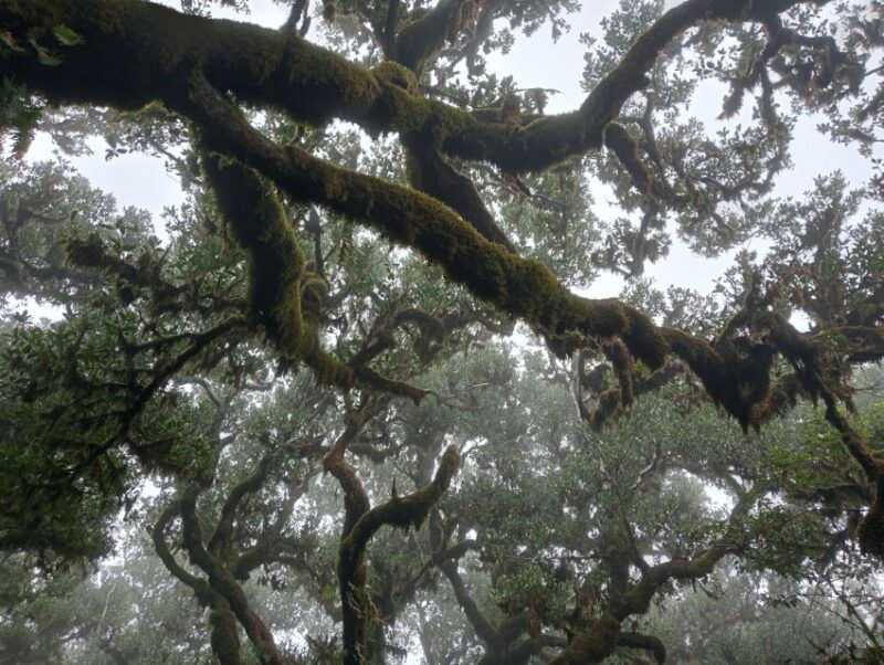 madeira-fanal-forest-guided-hiking-tour