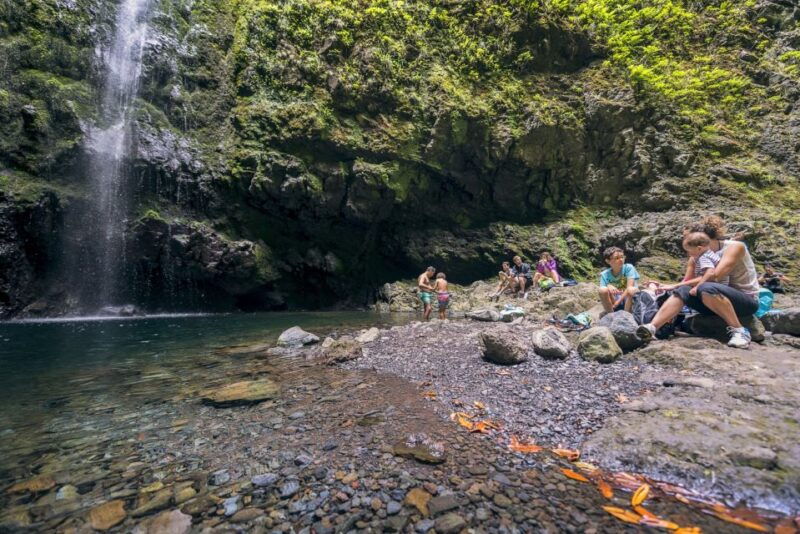 madeira-full-day-laurel-forest-guided-walking-tour