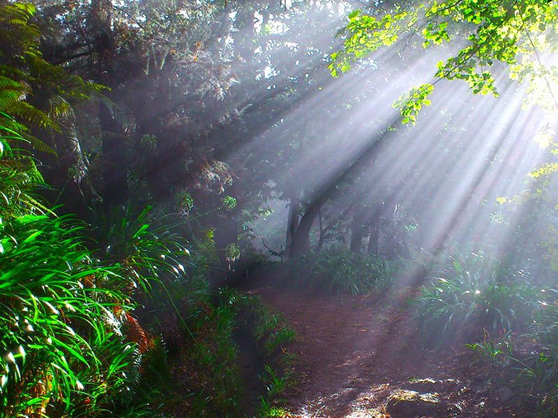 madeira-paradise-valley-levada-walk