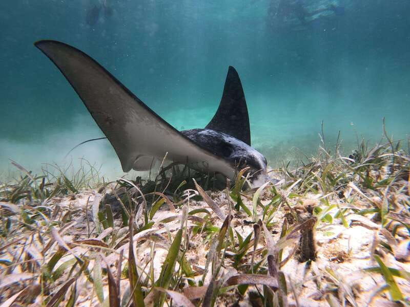 mahahual-snorkel-tour-in-reef-lagoon