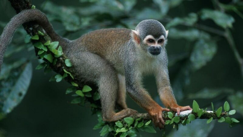 manu-jungle-expeditions-3-days
