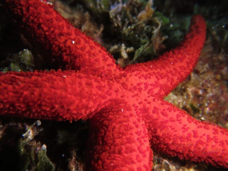 marina-baie-des-anges-boat-trip-to-the-pelagos-sanctuary