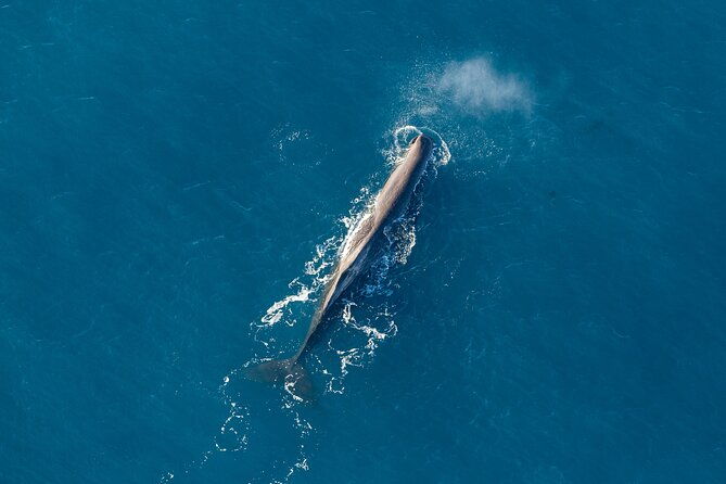 Marine Biologist Whale Watching Helicopter Tour Kaikoura - Final Thoughts on Value and Experience